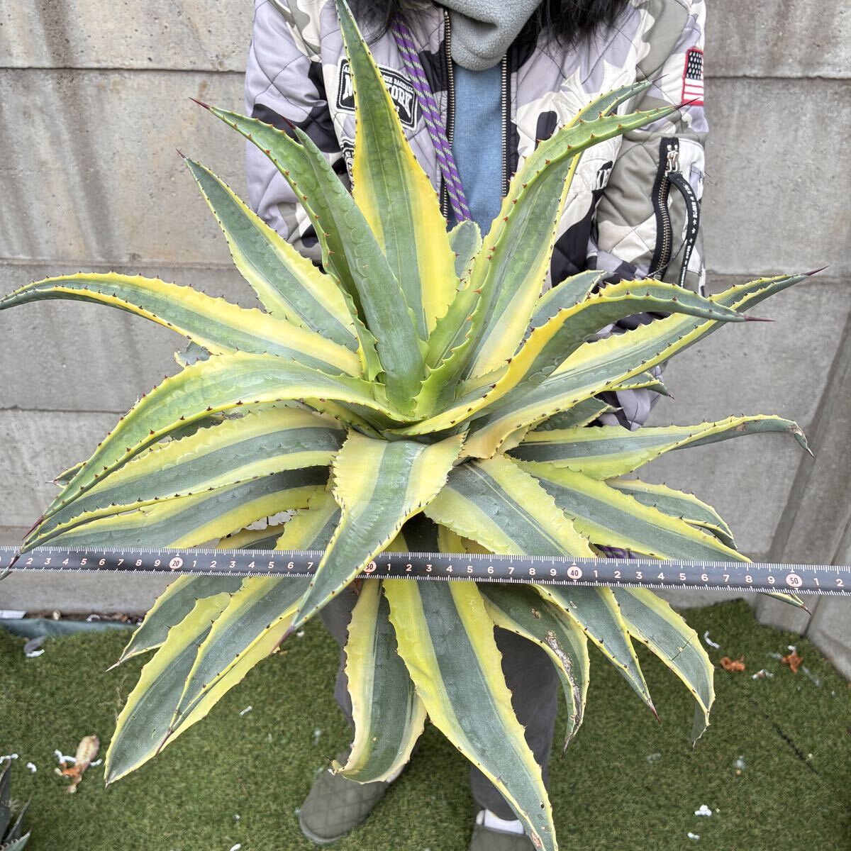 アオノリュウゼツラン ⑧ アガベ アメリカーナ カキ仔 竜舌蘭検索