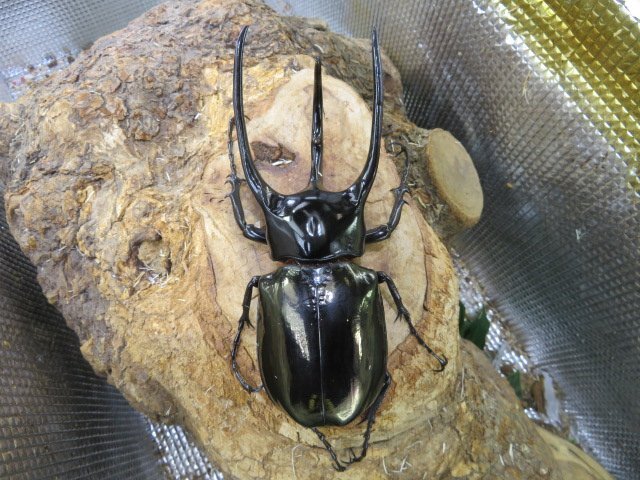 タイリクコーカサス ベトナム便!タイリクコーカサスオオカブト 新着