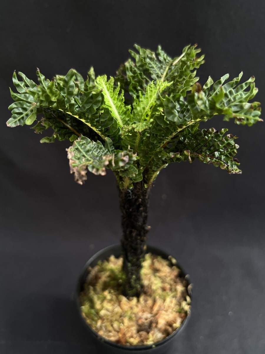 新品】ブレクナム ギッブム 'ドワーフ' （Blechnum gibbum 'dwarf') 木