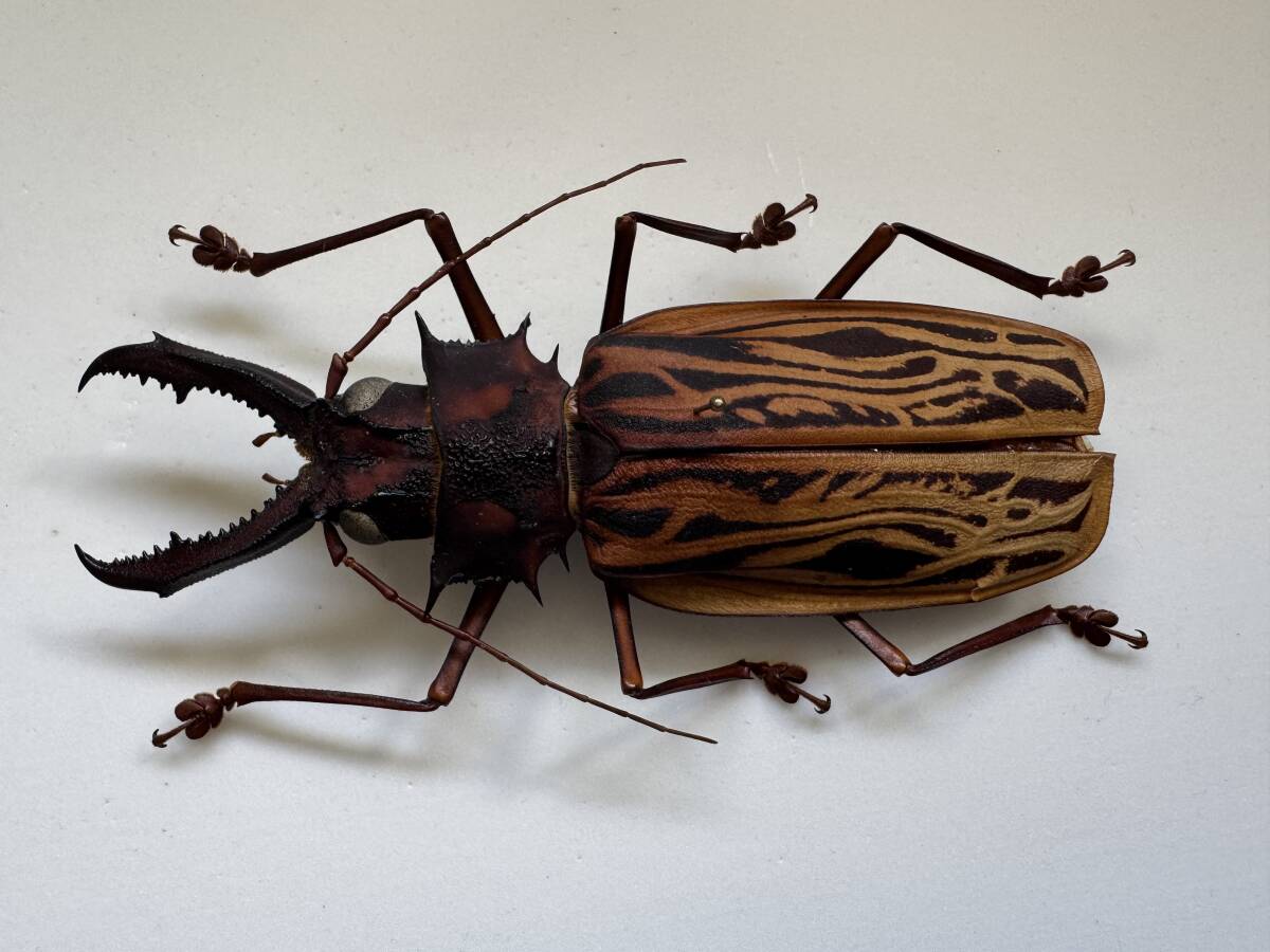 昆虫標本 ウスリーオオキバウスバカミキリ Callipogon relictus 79mmの