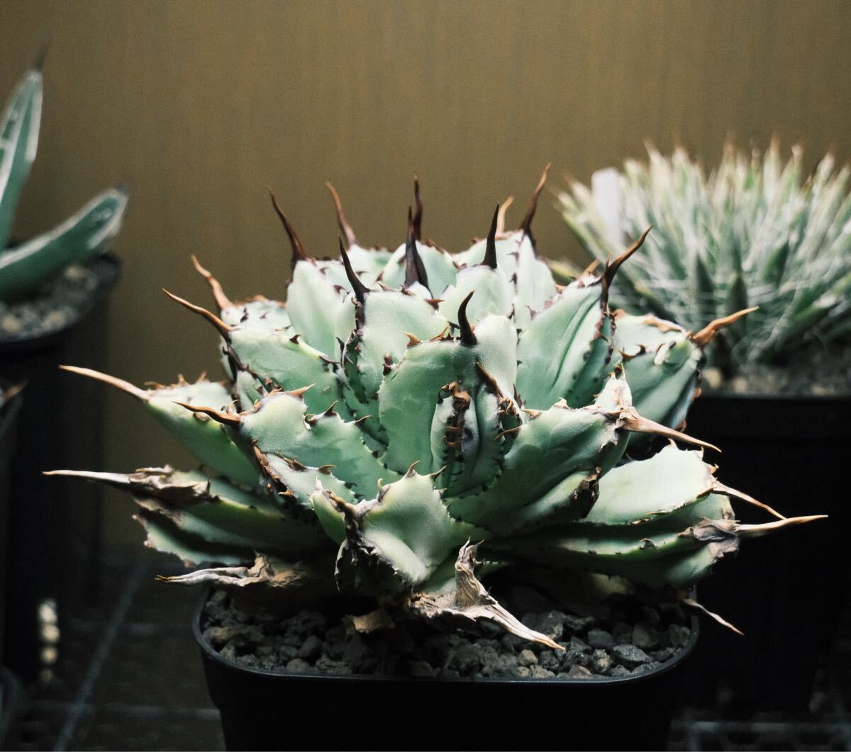美株】アガベ ポタトラム キュービック Agave potatorum 'Cubic' 多肉