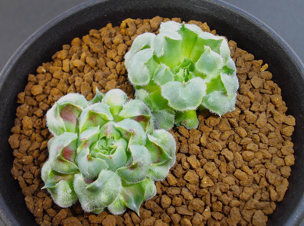 センペルビウム リンリン （3.5のセルトレー） 抜苗 多肉植物 寄せ植え