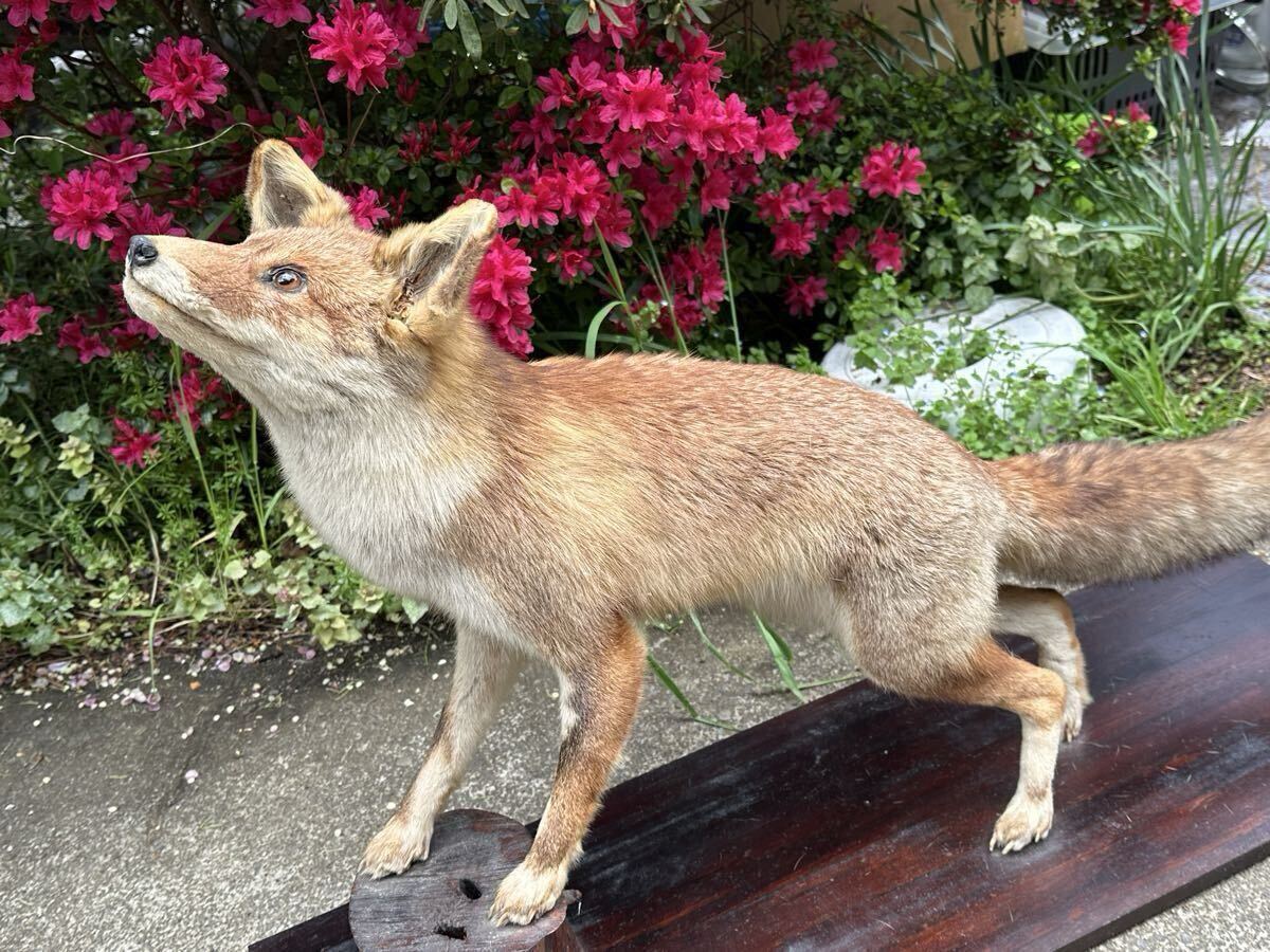 中古】山鳥をくわえた狐（キツネ）の剥製の落札情報詳細 - Yahoo