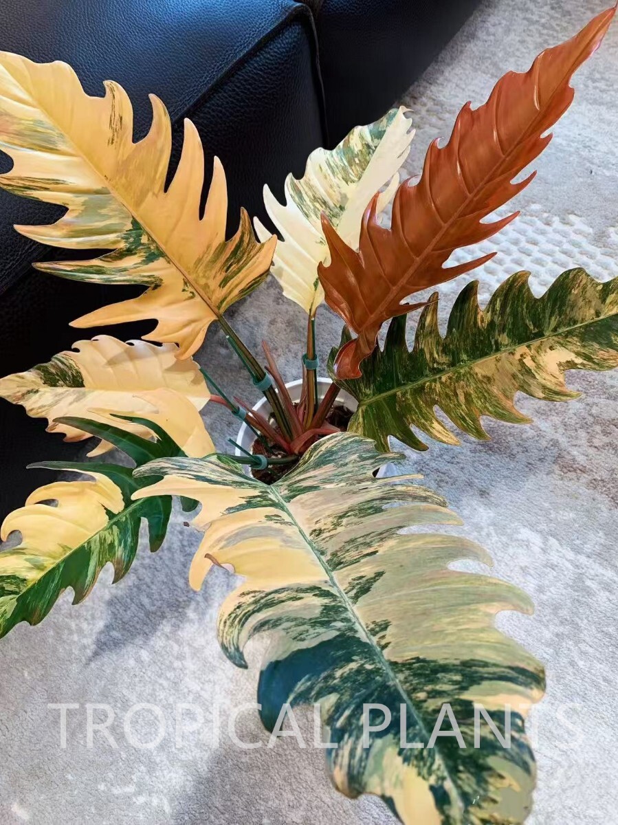 新品】KN フィロデンドロン カローサム（PHILODENDRON CALOSSUM