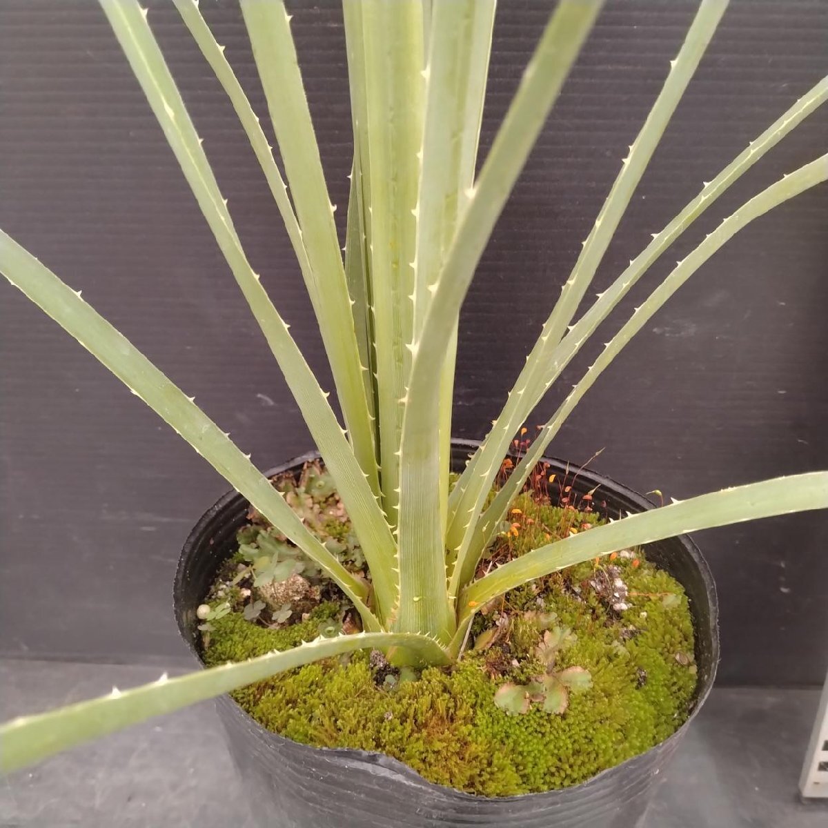 中古】希少 ダシリリオン・グラウコフィラム Dasylirion glaucophyllum