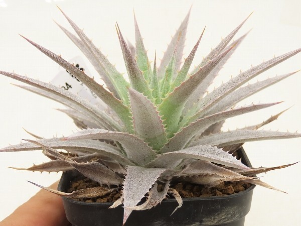 Dyckia hebdingii ディッキア ヘブディンギーの落札情報詳細 - Yahoo