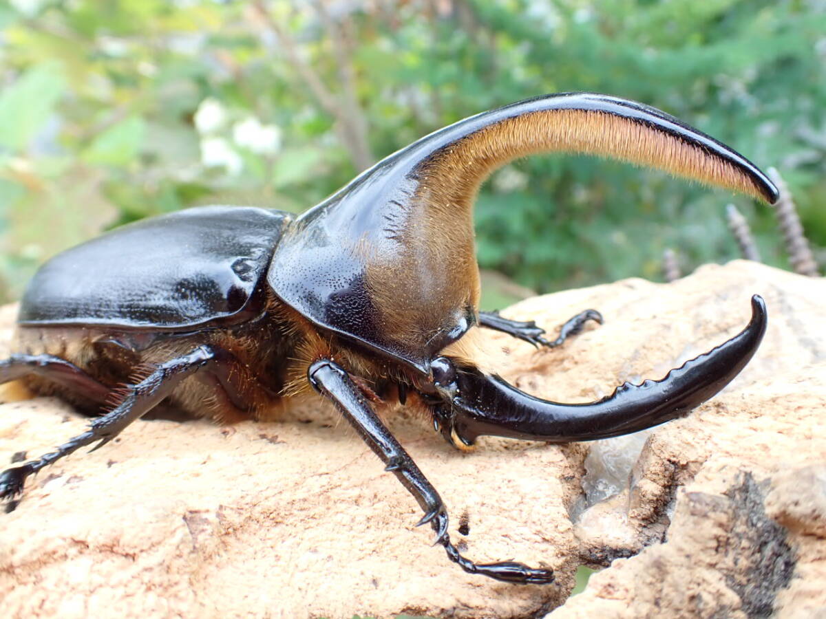 昆虫 標本】超貴重！サタンオオカブト♂ 野外採集品 特大！104mmの