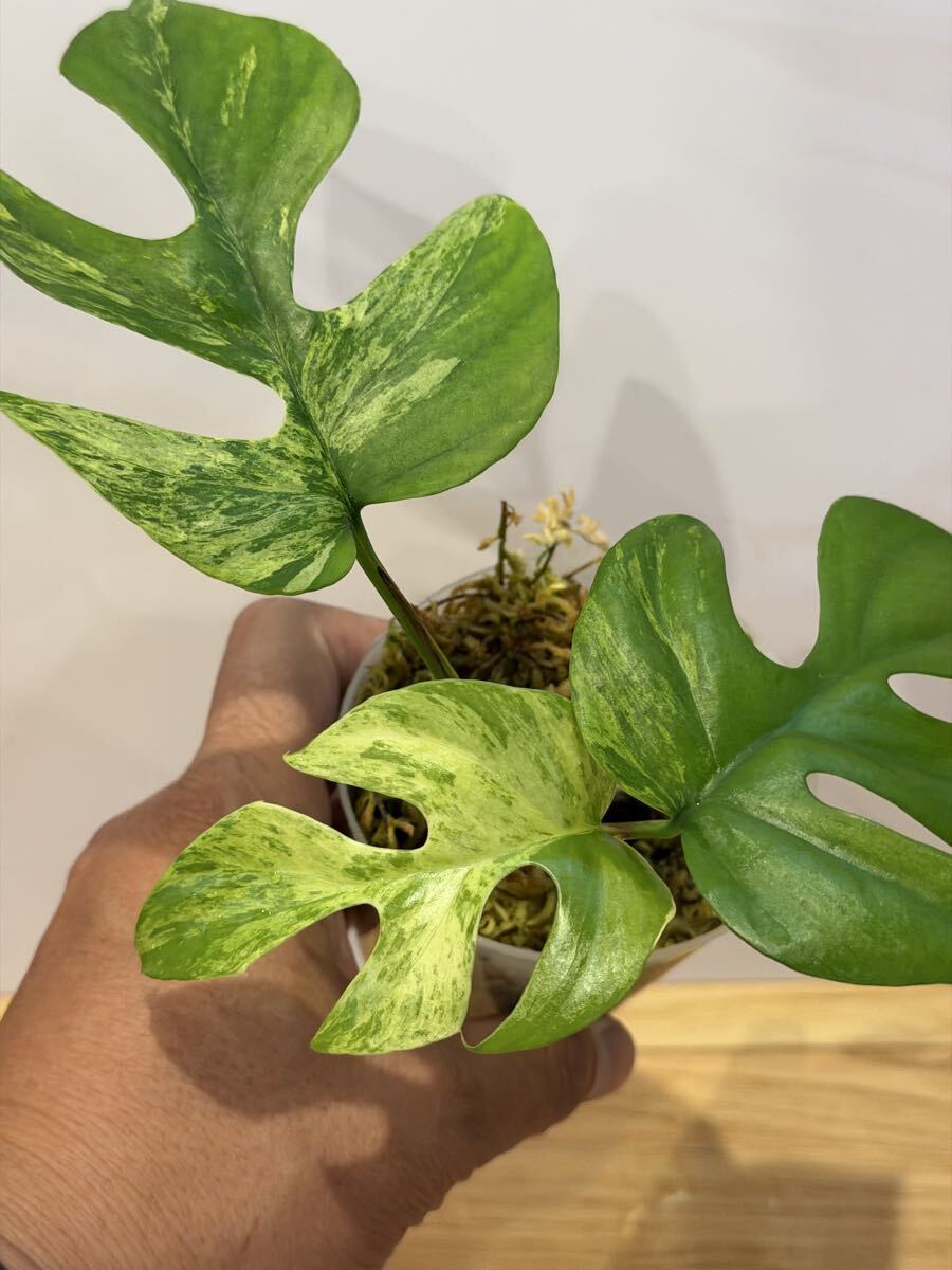 傷や汚れあり】「SS」レア！ Rhaphidophora tetrasperma MIGMA