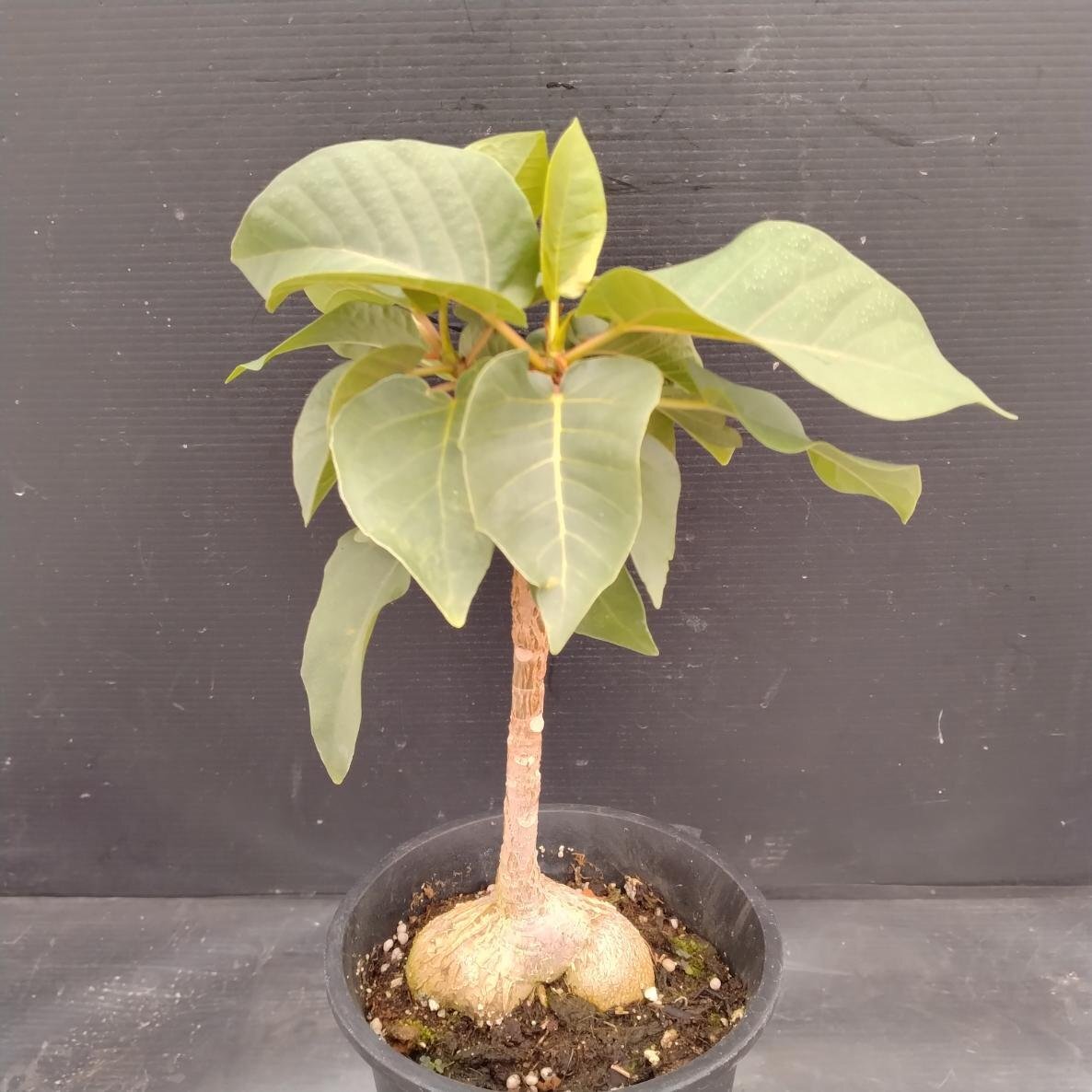 フィカス・パルメリー Ficus palmeri 長期作り込み株の落札情報詳細 フィカス・パルメリー Ficus palmeri 長期作り込み株の落札情報詳細