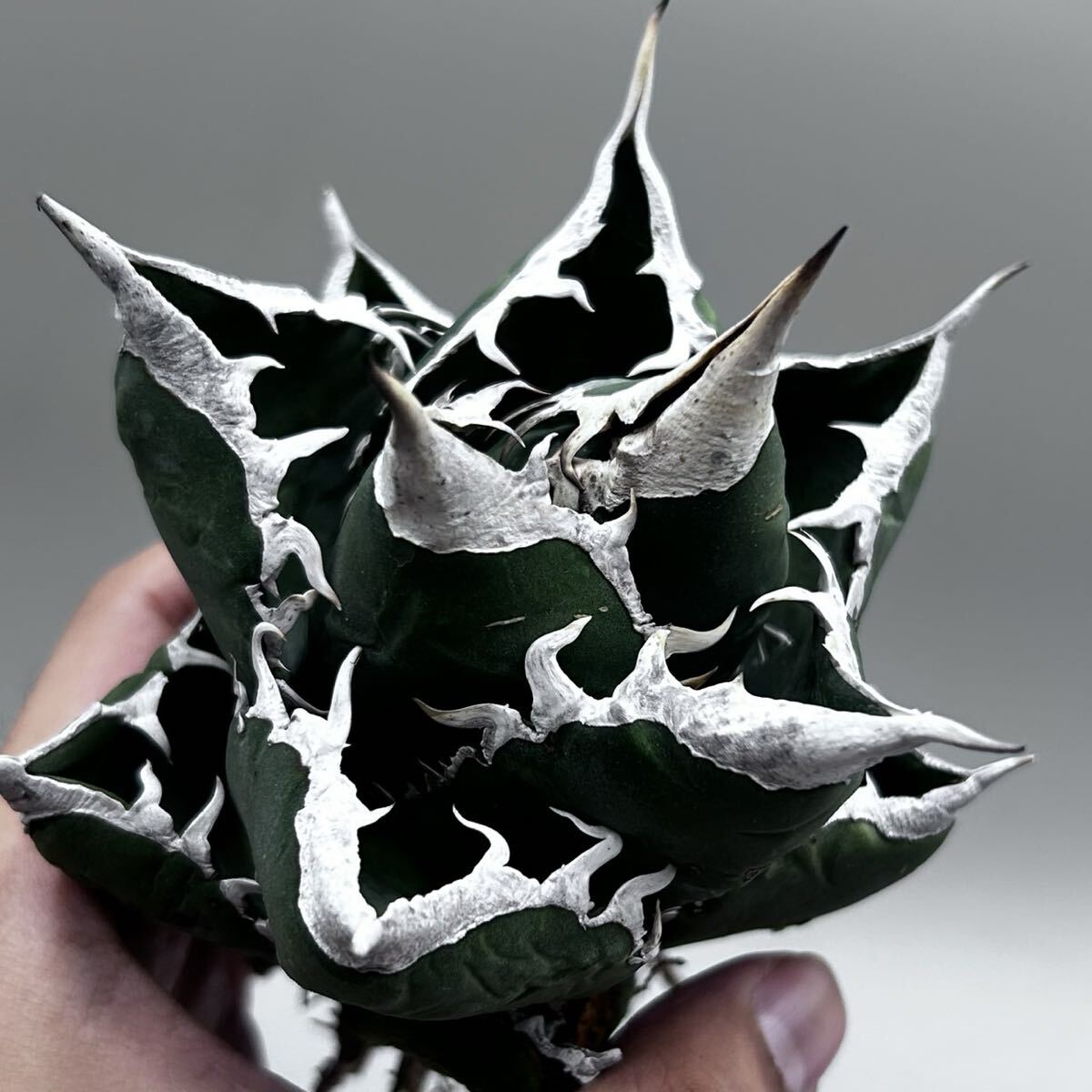 H.PLANT】アガベ チタノタ 特選 多肉植物 麻花龍 氷雹 疣猪 ワニガメのよう