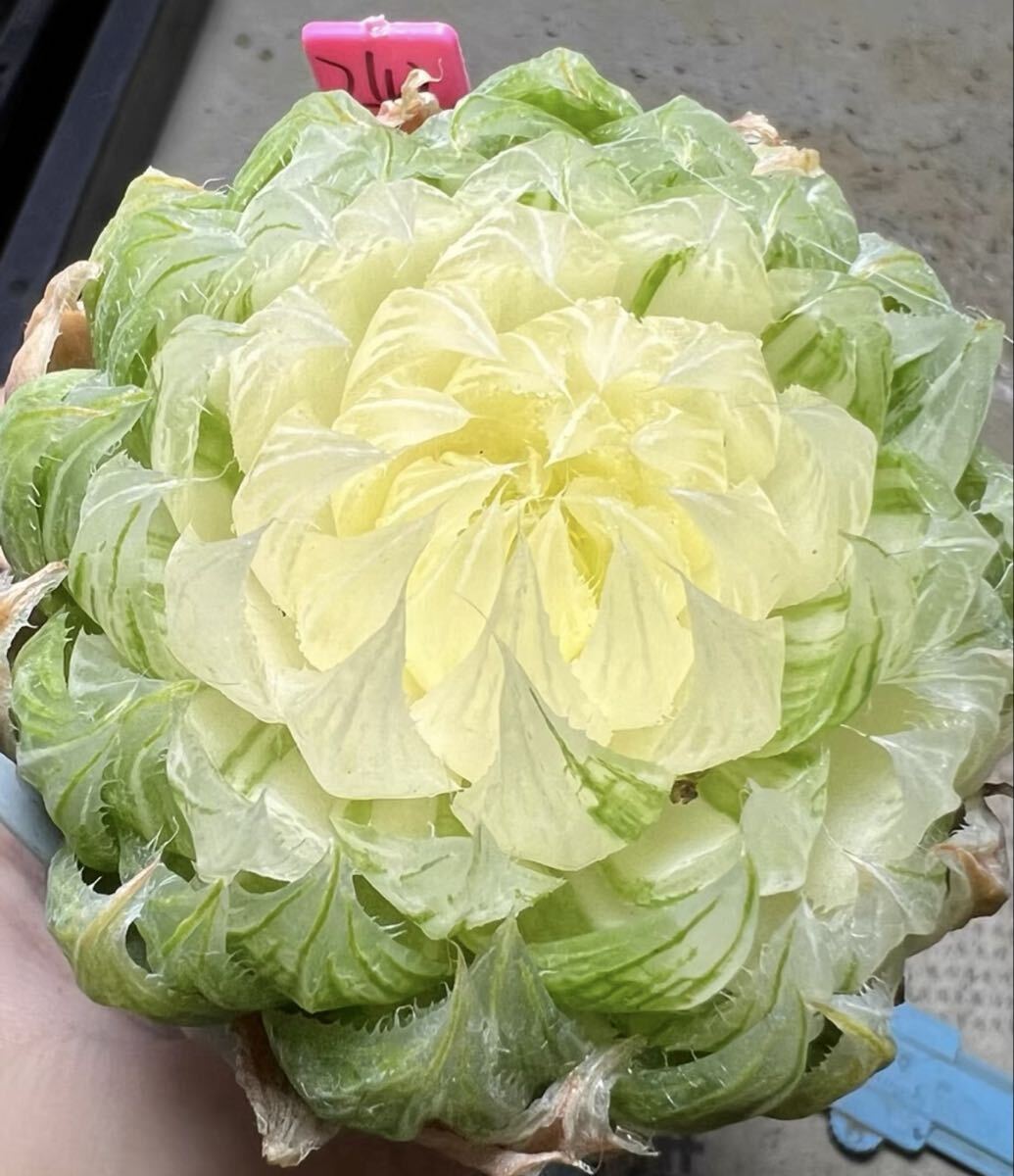 新品】多肉植物 ハオルチア 巨大赤線レンズオブツーサ 特美苗 親株