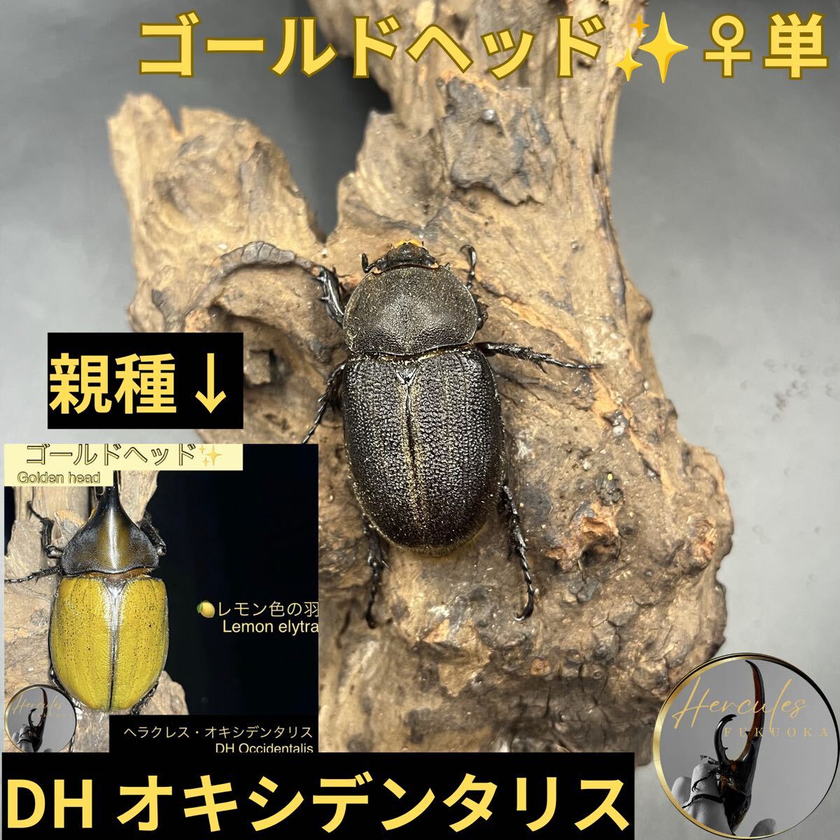 【発色⭕️】ゴールドヘッド ヘラクレスオキシデンタリス 標本 新品】ヘラクレス オキシデンタリス ゴールドヘッド血統 オス 三令5匹