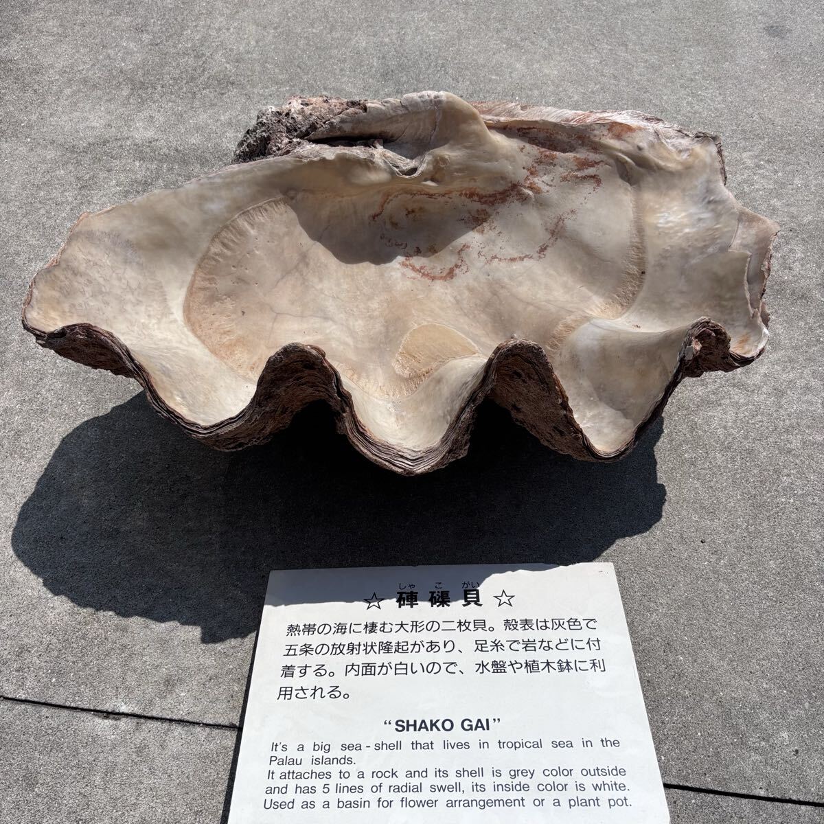シャコガイ オオシャコガイ 巨大 貝殻 標本 50.5㎏ 一対 ペア 入手困難