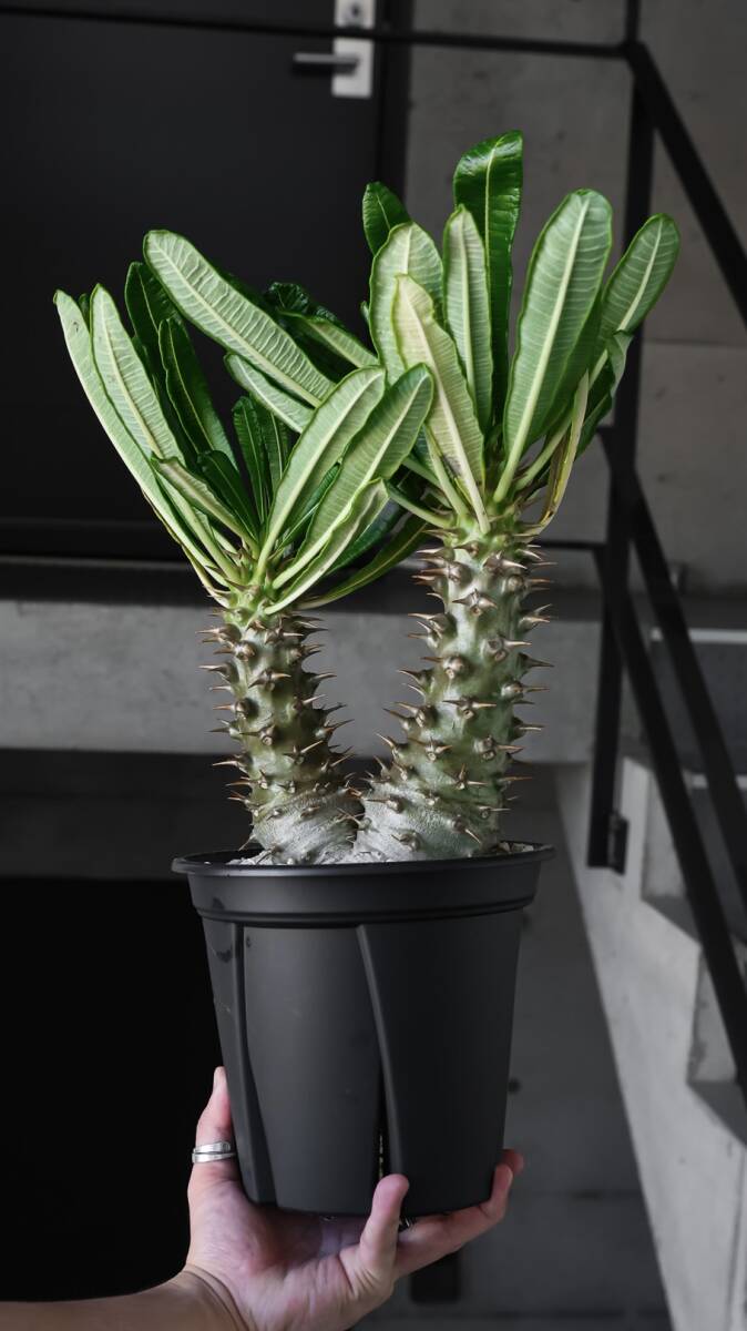 新品】Pachypodium decaryi パキポディウム デカリー 多肉植物