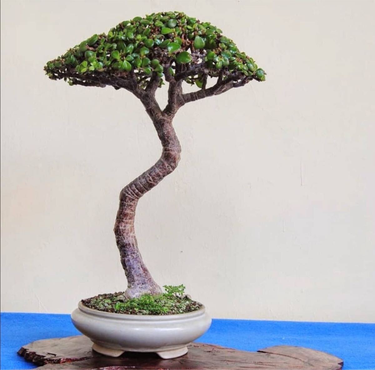 幹太15cm オリーブ 古木 原木 盆栽 鉢植え // オリーブの木 古木