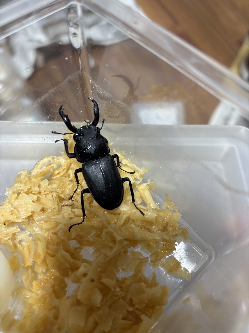 ○○アマミシカクワガタ♂ 奄美大島 2005年野外採集品(採集規制前)昆虫