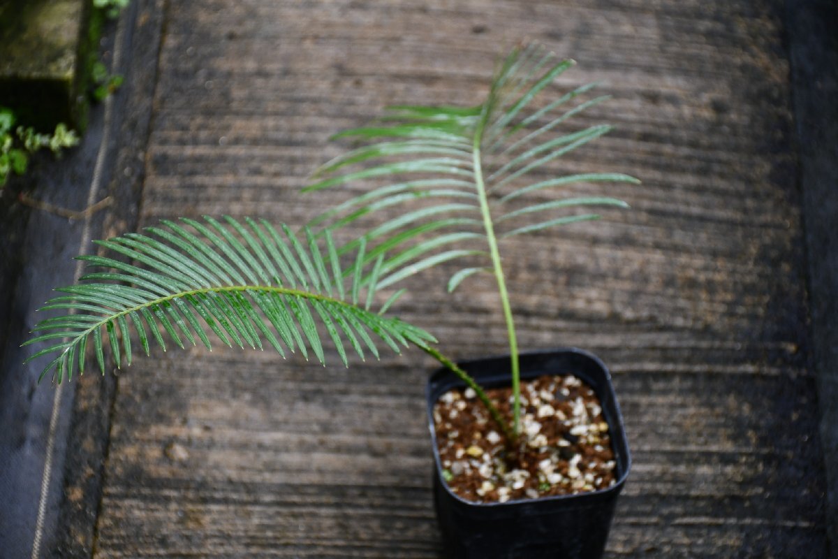 SALE！！Cycas sp. 'Silver' サイカス タイシルバー 種子5粒の落札情報