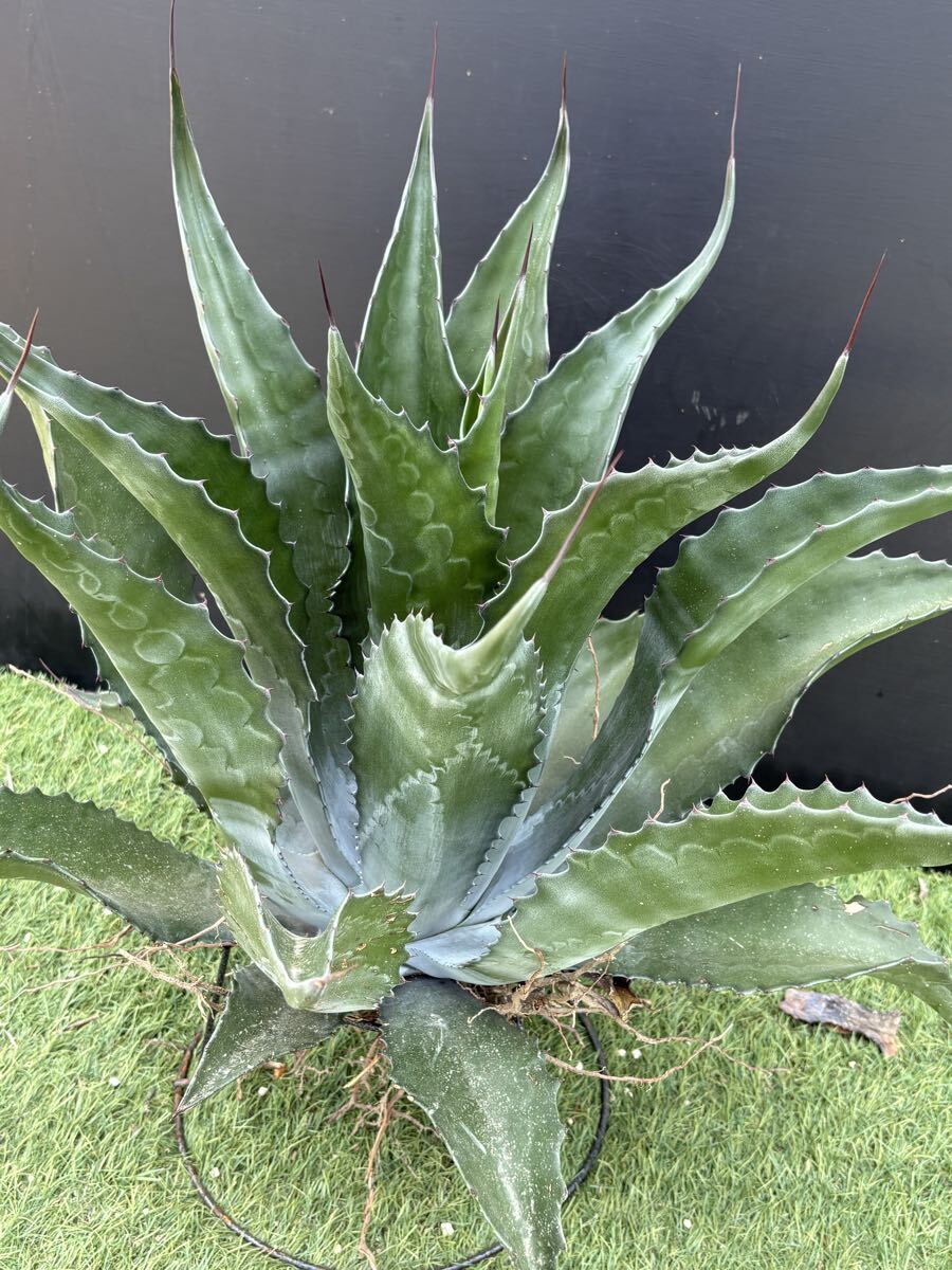 中古】アガベ サルミアナ フェロックス 大株 Agave salmiana v.feroxの