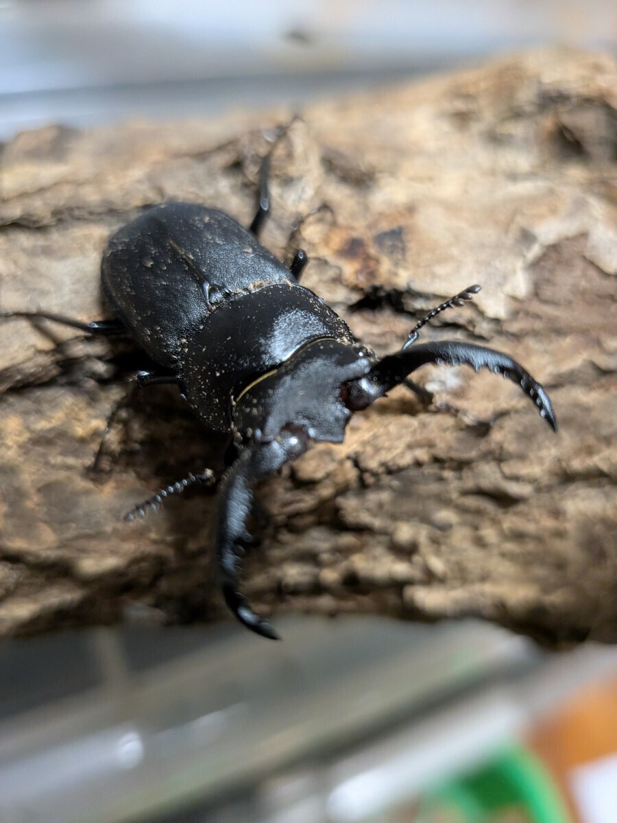 ○○アマミシカクワガタ♂ 奄美大島 2005年野外採集品(採集規制前)昆虫