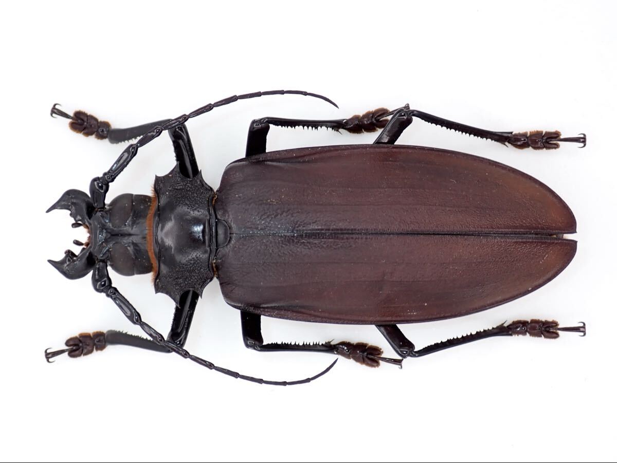 タイタンオオウスバカミキリ　標本　昆虫標本 昆虫標本 タイタンオオウスバカミキリ Titanus giganteus 147mmの落札