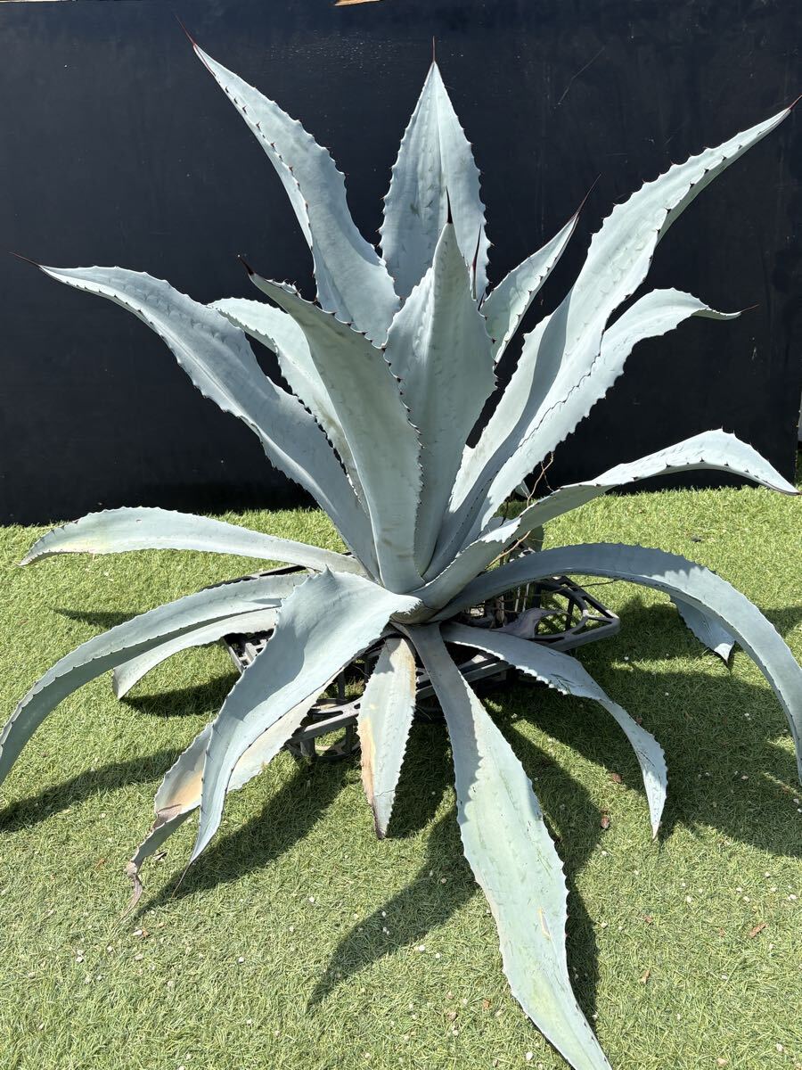 自家栽培株です。】白葉が際立つ『アガベ・フランゾシニー』Agave