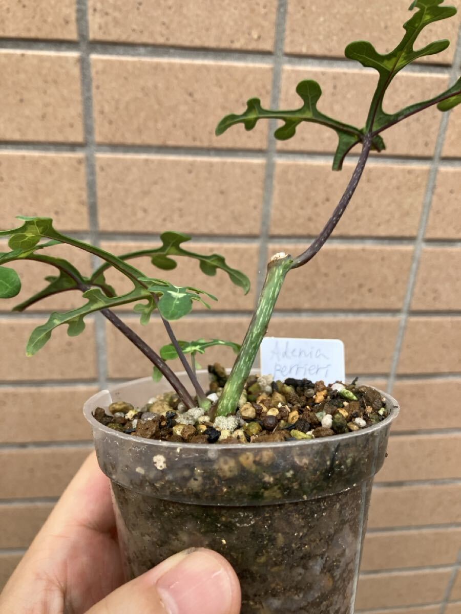 植物】アデニア ペリエリ Adenia perrieriの落札情報詳細 - Yahoo
