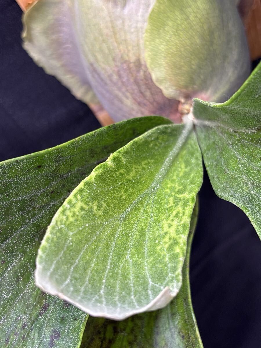 新品】【のむさん】P. 'Bahia' variegated 【長期管理株】【斑入り