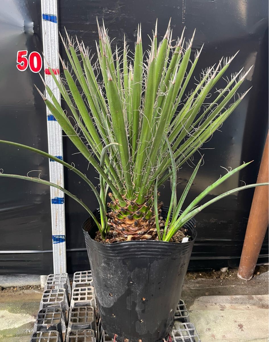 新品】国内実生株【現品】幹立ち！ユッカ・フィリフェラ（Yucca