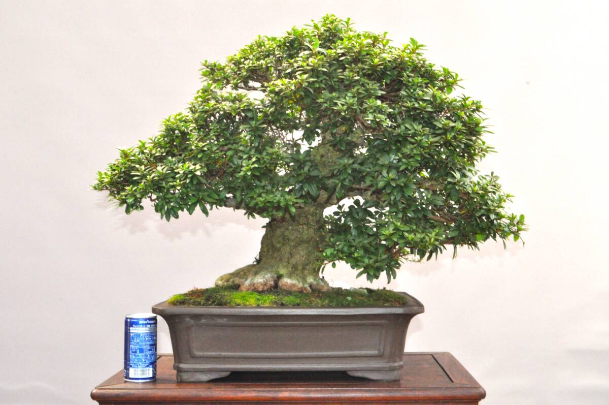 盆栽　皐月(赤薙)　樹高48cm 新品】【さつき屋】皐月盆栽 赤薙 中品 多幹樹形 特選品の落札情報詳細