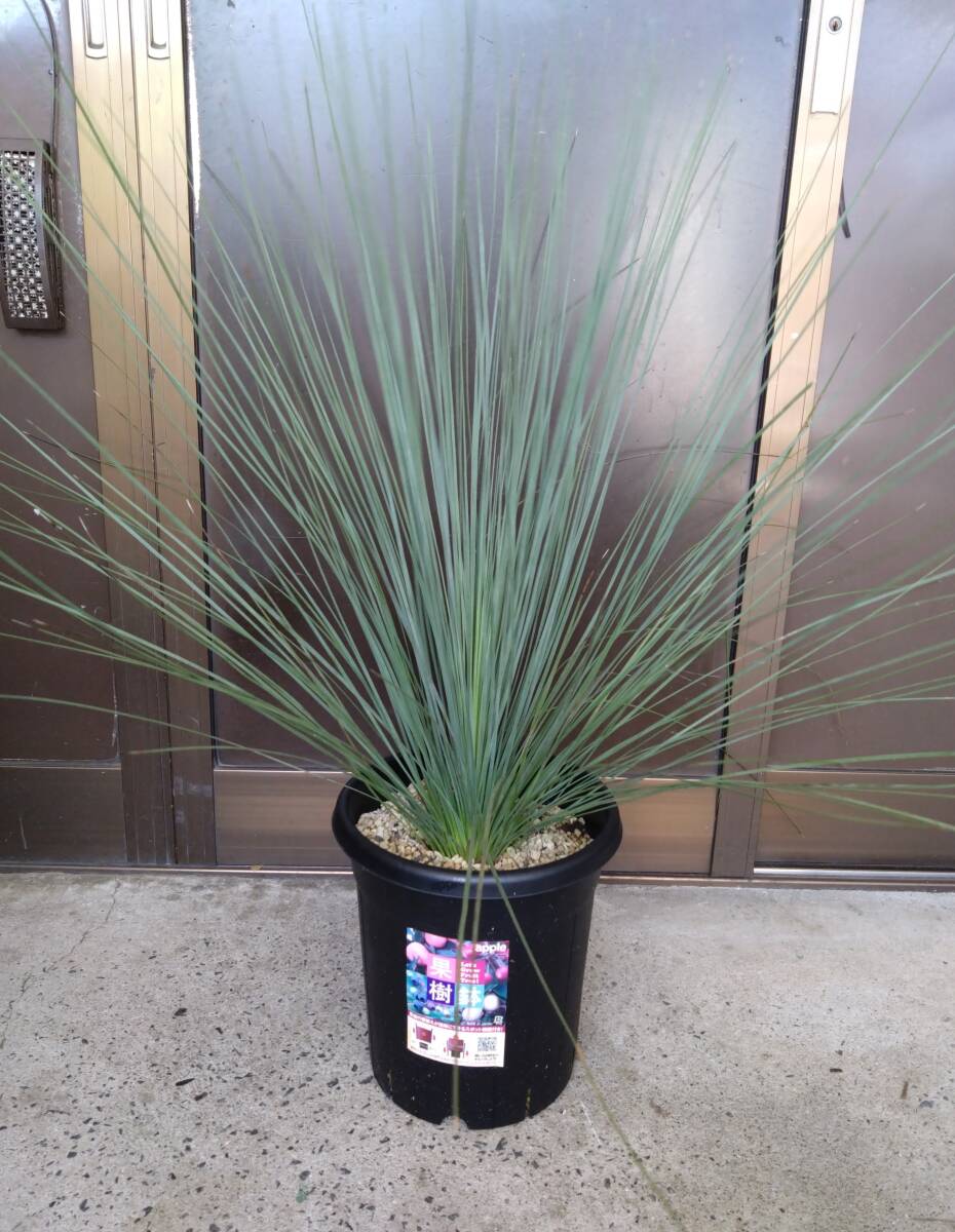 実生株☆レア品種☆クサントロエア グラウカ xanthorrhoea glauca
