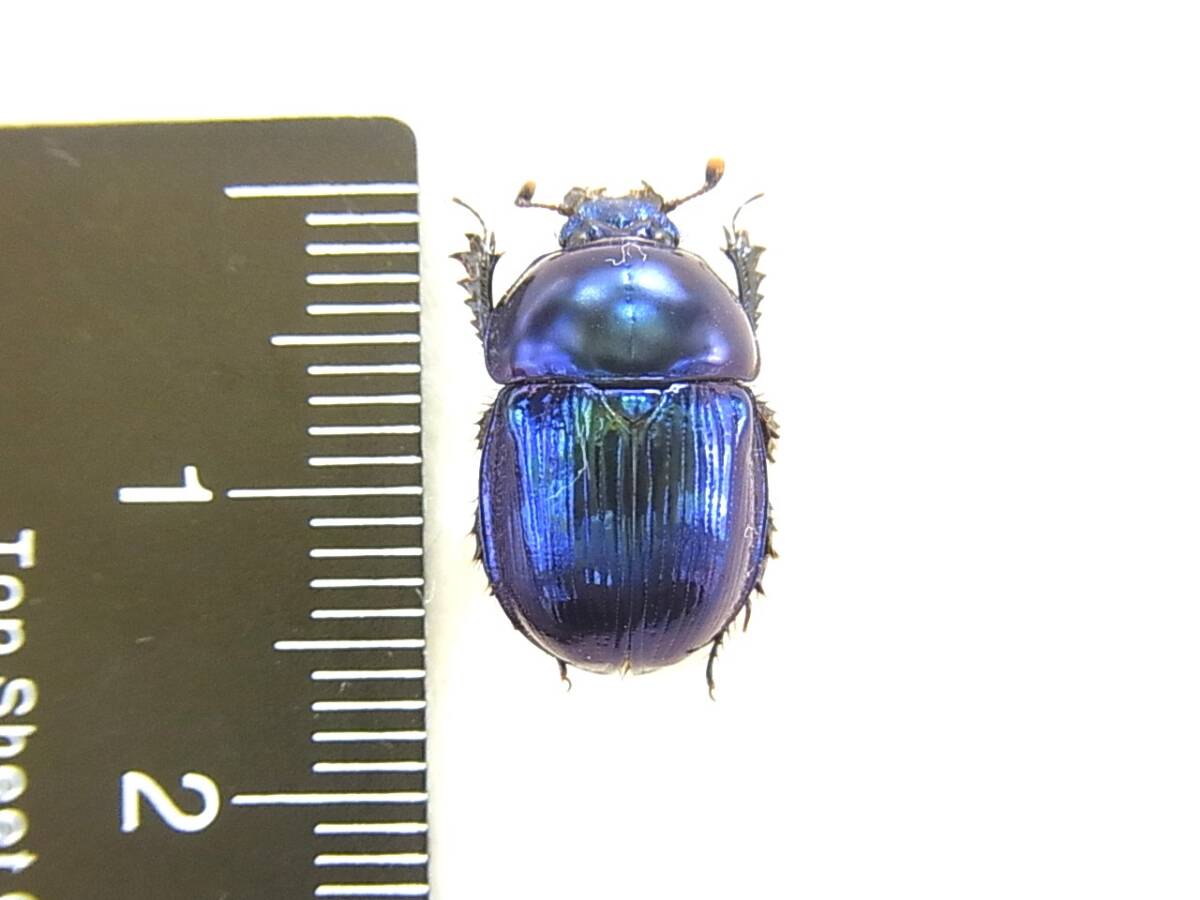 送料210～] ツノセンチコガネ 昆虫 標本 ダイコク・コガネの落札情報