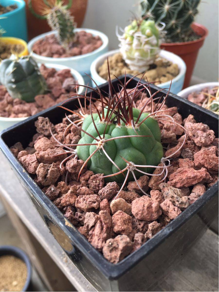 新品 Humor ギムノカリキウム属 天陽玉 コピアポアの様な黒い刺が特徴 黒鉢とレッドロックの化粧砂 の落札情報詳細 ヤフオク落札価格情報 オークフリー スマートフォン版