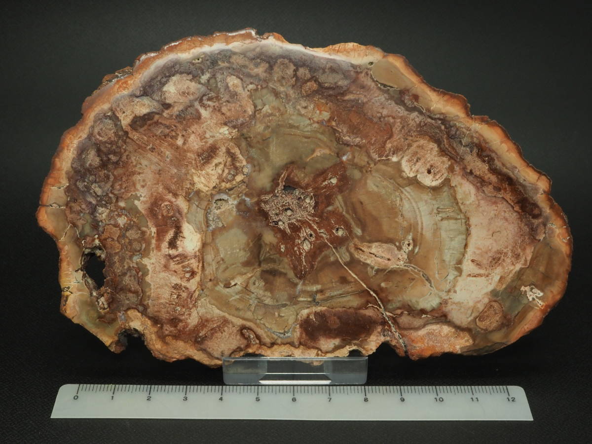 新品 ペトリファイドウッド 242ｇ マダガスカル共和国 マハジャンガ産 珪化木 原石 置換化石 木 化石 156 の落札情報詳細 ヤフオク落札価格情報 オークフリー スマートフォン版