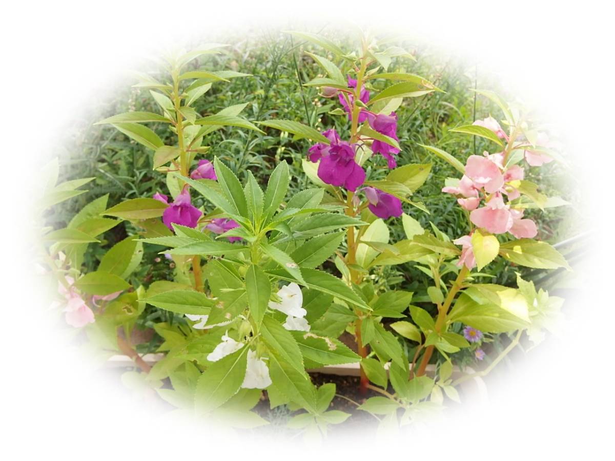 新品 ホウセンカ Mix 15粒 鳳仙花 ほうせんか 種 花が大好き の落札情報詳細 ヤフオク落札価格情報 オークフリー スマートフォン版 新品 ホウセンカ Mix 15粒 鳳仙花 ほうせんか 種 花が大好き の落札情報詳細 ヤフオク落札価格情報 オークフリー スマートフォン版