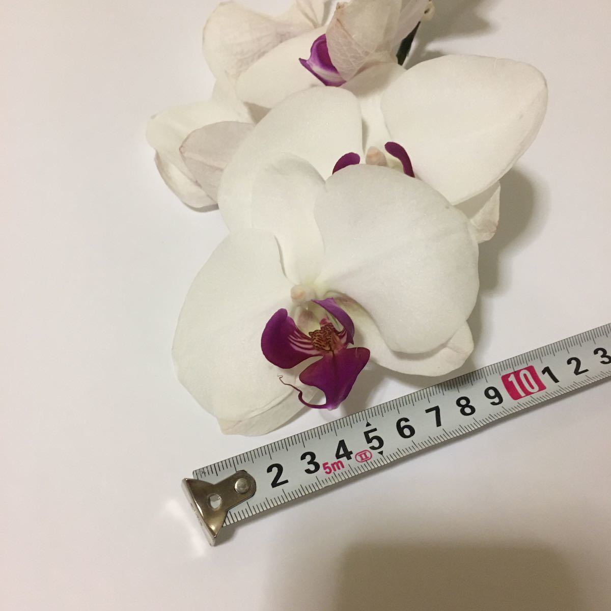 管理番号0498コチョウラン 胡蝶蘭 苗 株 大輪系 花が終わった後の株 1株 花の色 白に赤リップ の落札情報詳細 ヤフオク落札価格情報 オークフリー スマートフォン版