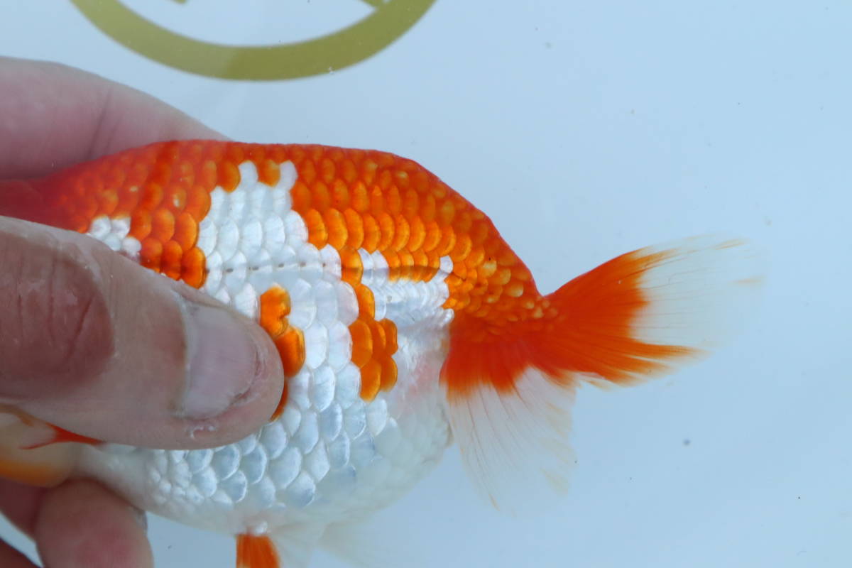 新品 長 実力派ブリーダー 愛知県 豊橋市 神谷健一氏 産卵用 極上更紗 二歳魚 大放出 メス 12 5cm ラスト の落札情報詳細 ヤフオク落札価格情報 オークフリー スマートフォン版 新品 長 実力派ブリーダー 愛知県 豊橋市 神谷健一氏 産卵用 極上更紗 二歳魚 大放出 メス 12 5cm ラスト の落札情報詳細 ヤフオク落札価格情報 オークフリー スマートフォン版