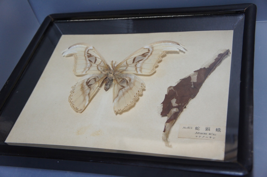 蛾 蛇頭蛾 ヨナグニサン 世界最大 標本