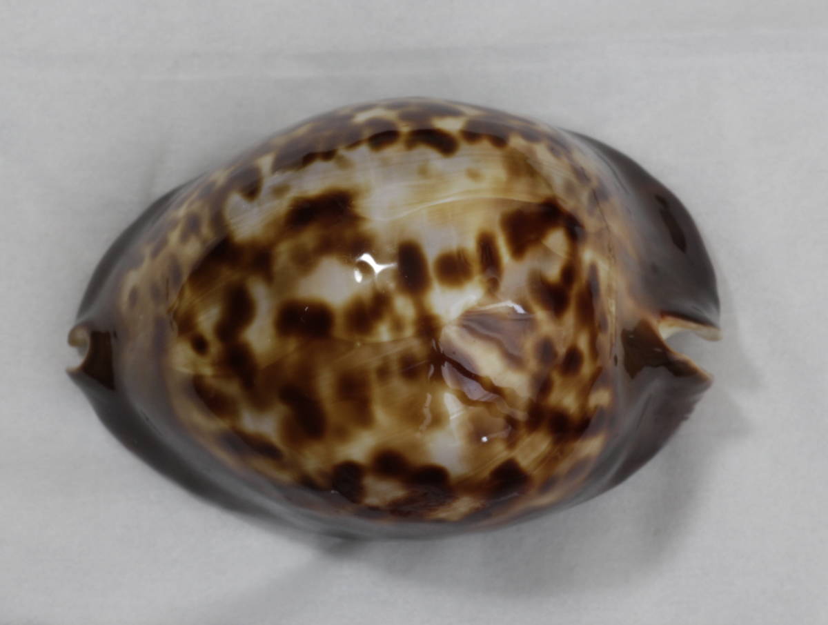 ⑦-1貝標本クロガネダカラ 極美品】クロガネダカラ 貝 標本 タカラガイ タカラガイ クロダカラ 1