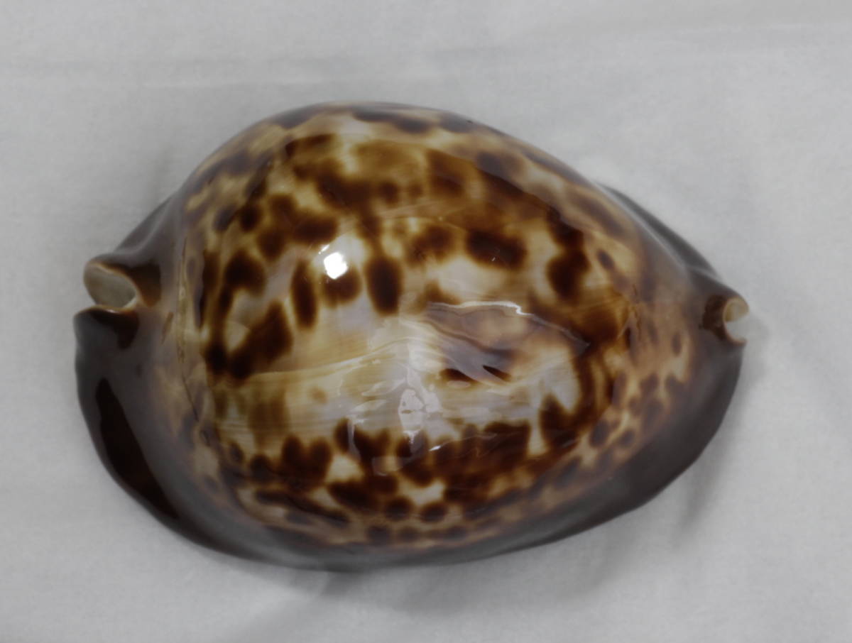 ビードロダカラ② タカラガイ科 稀少種