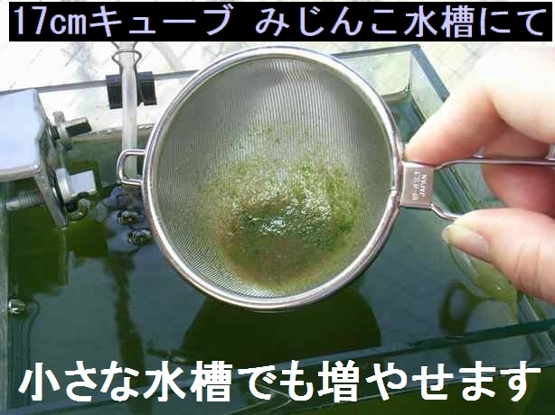 新品 ミジンコを栄養豊富な生餌にする高栄養化爆殖飼料80ｇ おまけ ミドリムシ ゾウリムシ メダカ 錦鯉 グッピー シュリンプ らんちゅうに の落札情報詳細 ヤフオク落札価格情報 オークフリー スマートフォン版