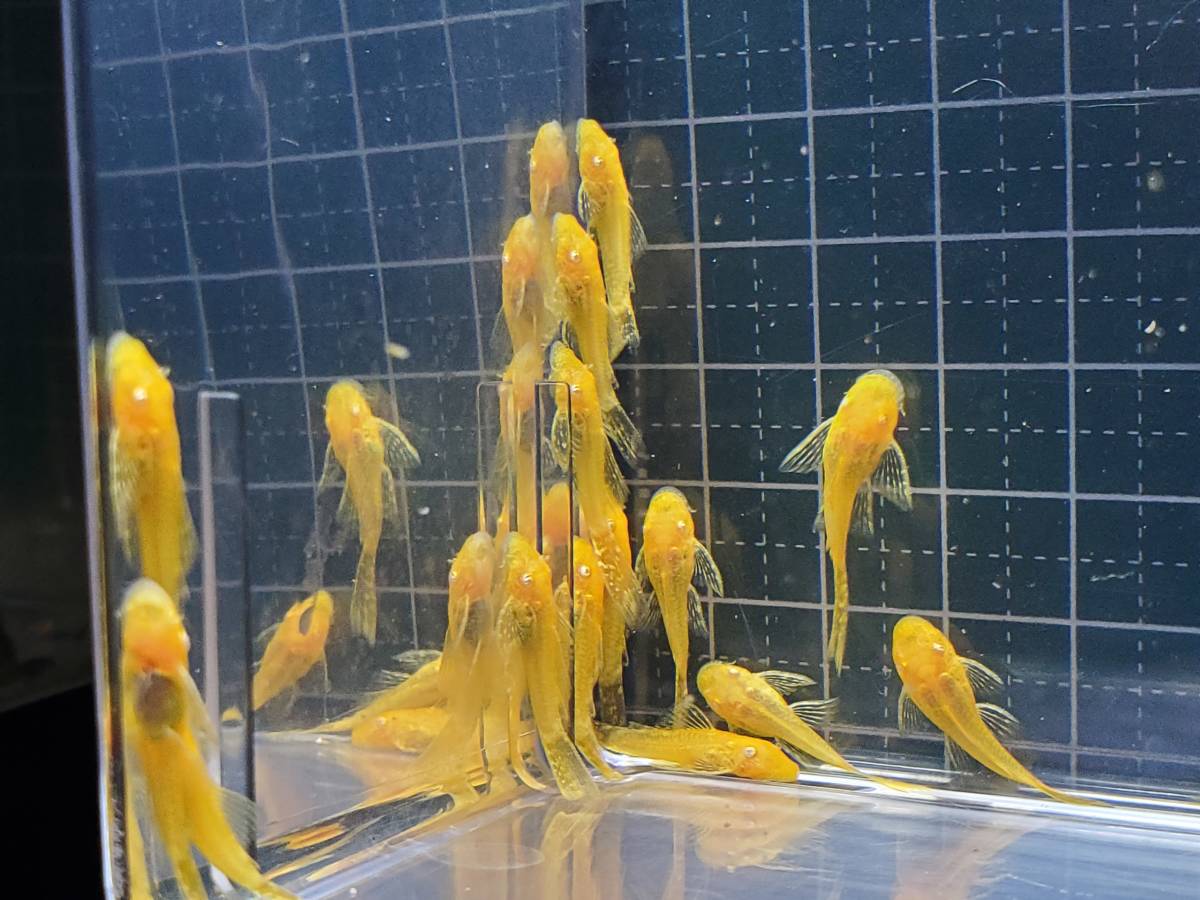 新品 Hana Pro ロングフィン アルビノ ミニブッシープレコ 幼魚3匹 3個まで の落札情報詳細 ヤフオク落札価格情報 オークフリー スマートフォン版