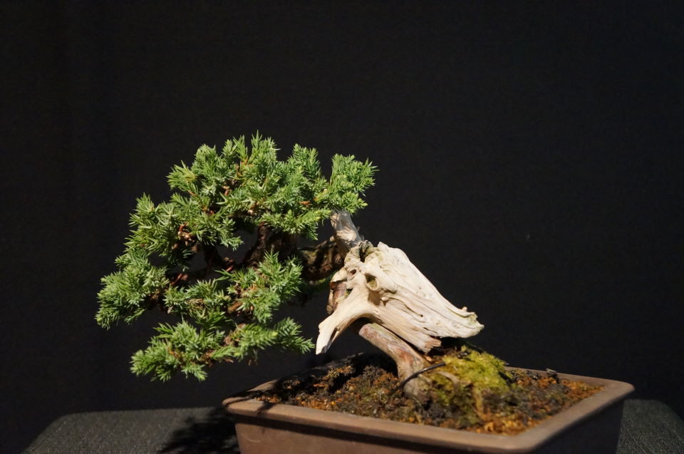 小品盆栽 ソナレ 磯馴 半懸崖 太い舎利幹 銭号 黒松赤松長寿梅五葉松糸魚川真柏サツキ桜もみじ の落札情報詳細 ヤフオク落札価格情報 オークフリー スマートフォン版