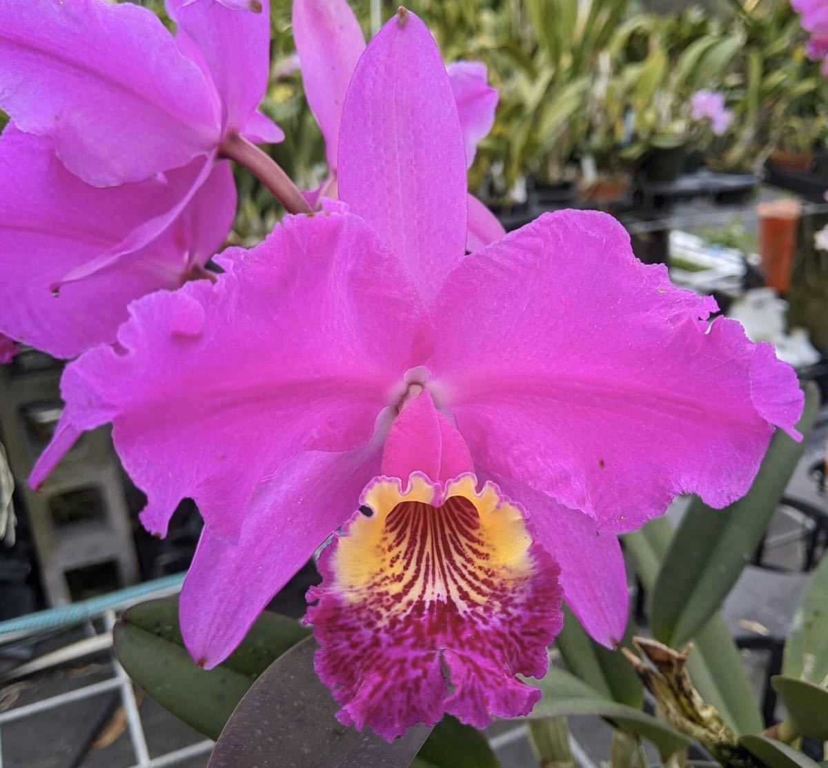 新品】洋蘭 原種 C lueddemanniana （Canaima's Full Moon AM x