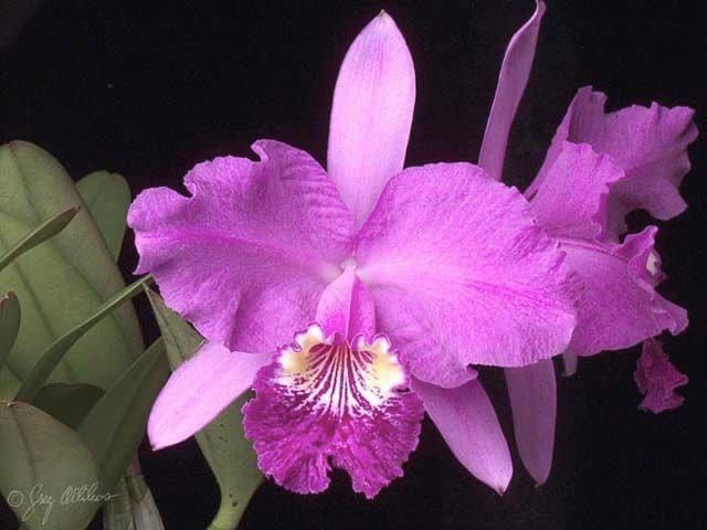 新品】洋蘭 原種 C lueddemanniana （Canaima's Full Moon AM x