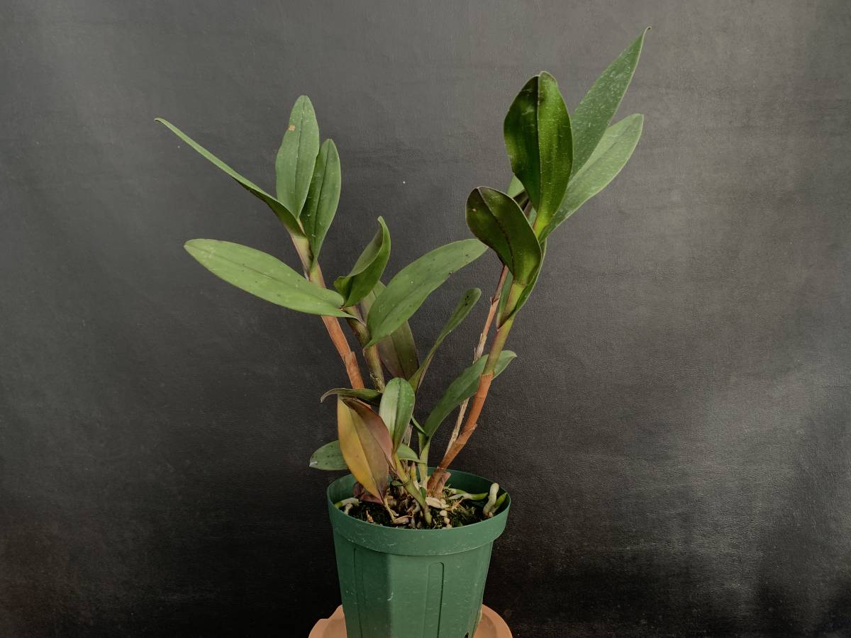 新品 洋蘭 原種 山野草 Epi Nocturnum エピデン ノクターナム 着生蘭 珍奇植物 観葉植物 芳香花 星形の大きな花を着ける品種 の落札情報詳細 ヤフオク落札価格情報 オークフリー スマートフォン版