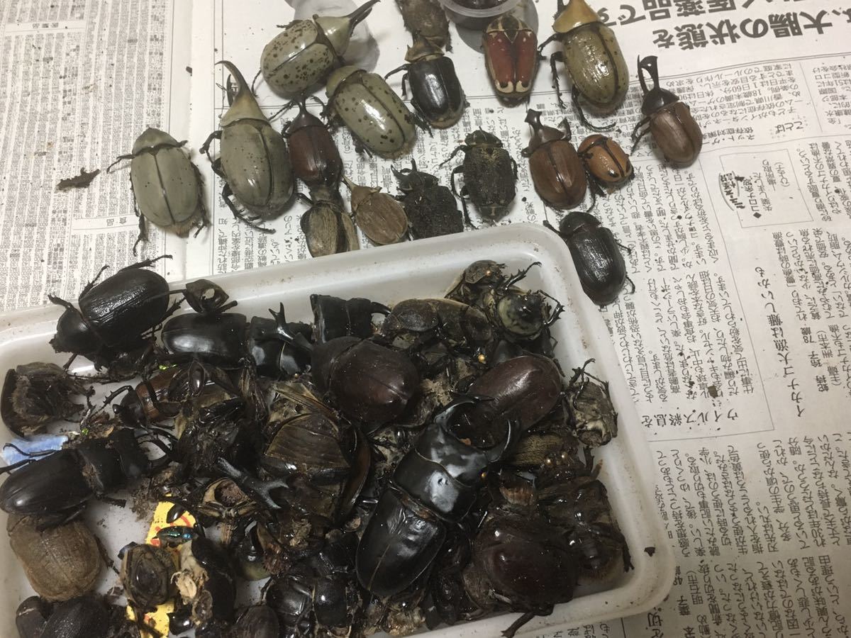 カブトムシ カナブン コガネムシ死虫標本用 の落札情報詳細 ヤフオク落札価格情報 オークフリー スマートフォン版 カブトムシ カナブン コガネムシ死虫標本用 の落札情報詳細 ヤフオク落札価格情報 オークフリー スマートフォン版