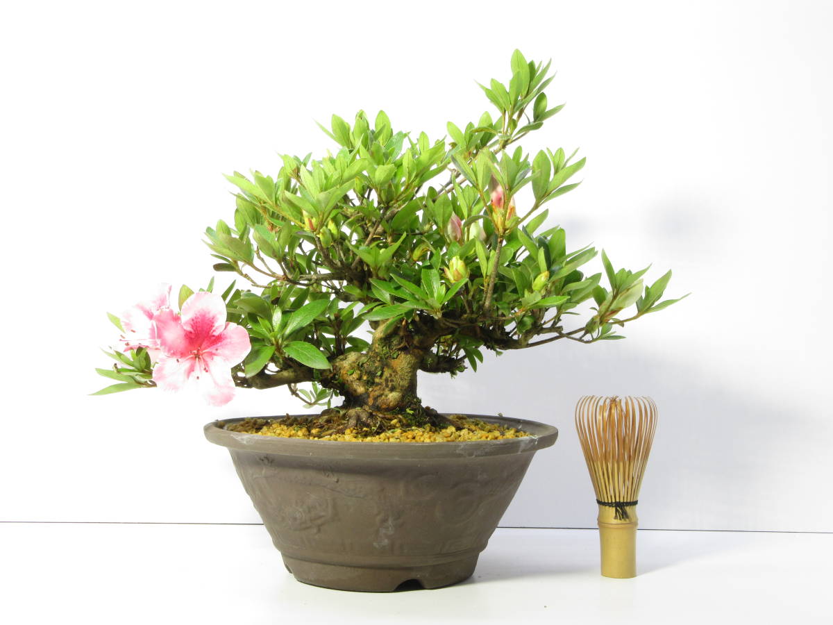 亦盆栽」姫沙羅 小品盆栽 【公式通販】