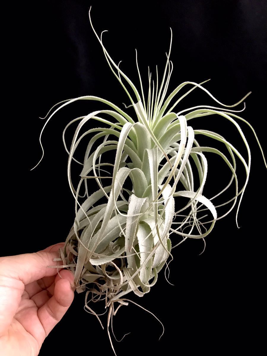 新品 Tillandsia Sp 不明種 ティランジア 現地採取 ブラジル エアープランツ チランジア ブロメリア の落札情報詳細 ヤフオク落札価格情報 オークフリー スマートフォン版