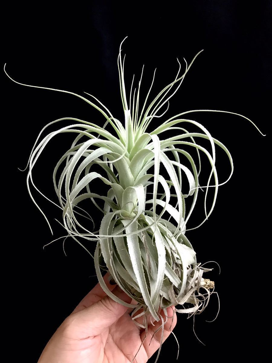 新品 Tillandsia Sp 不明種 ティランジア 現地採取 ブラジル エアープランツ チランジア ブロメリア の落札情報詳細 ヤフオク落札価格情報 オークフリー スマートフォン版