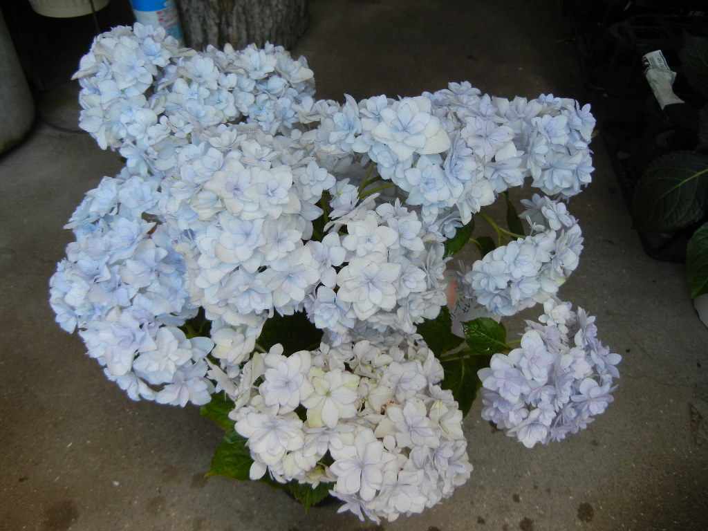 新品 値下げ現物 アジサイ 紫陽花 ブリーディングセレクション メロウ 5寸鉢 の落札情報詳細 ヤフオク落札価格情報 オークフリー スマートフォン版